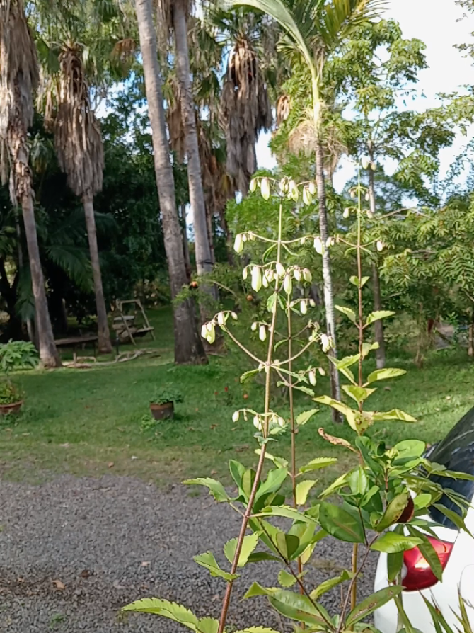 @Le Jardin Maniron 🌺🌴🌱
