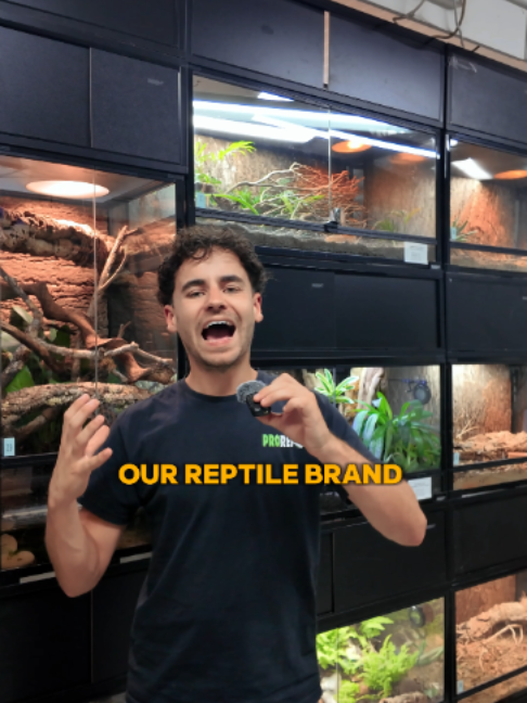 @prorep_reptile