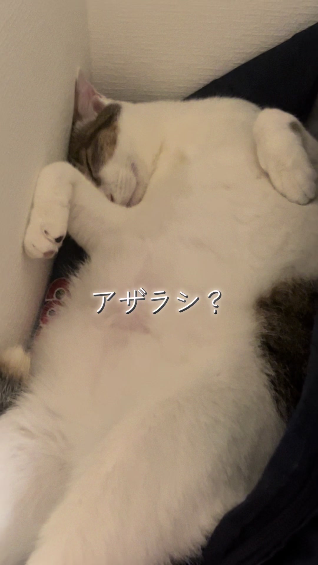 @ふくらんうみ🍶
