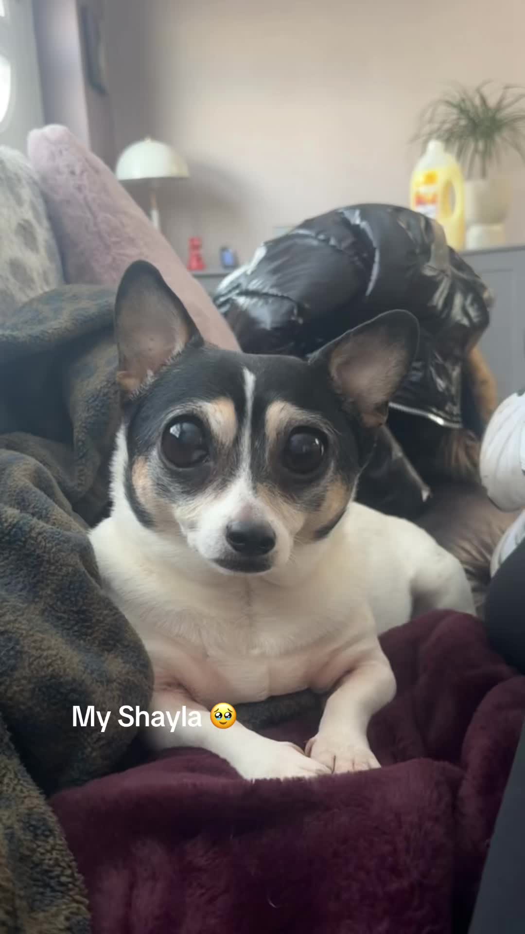 @Leonirobo