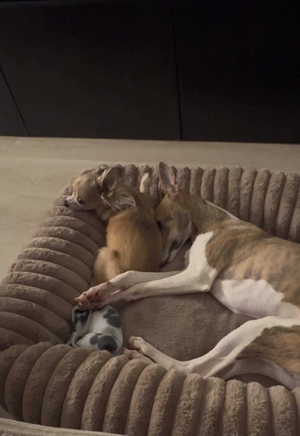 @bianka.the.whippet