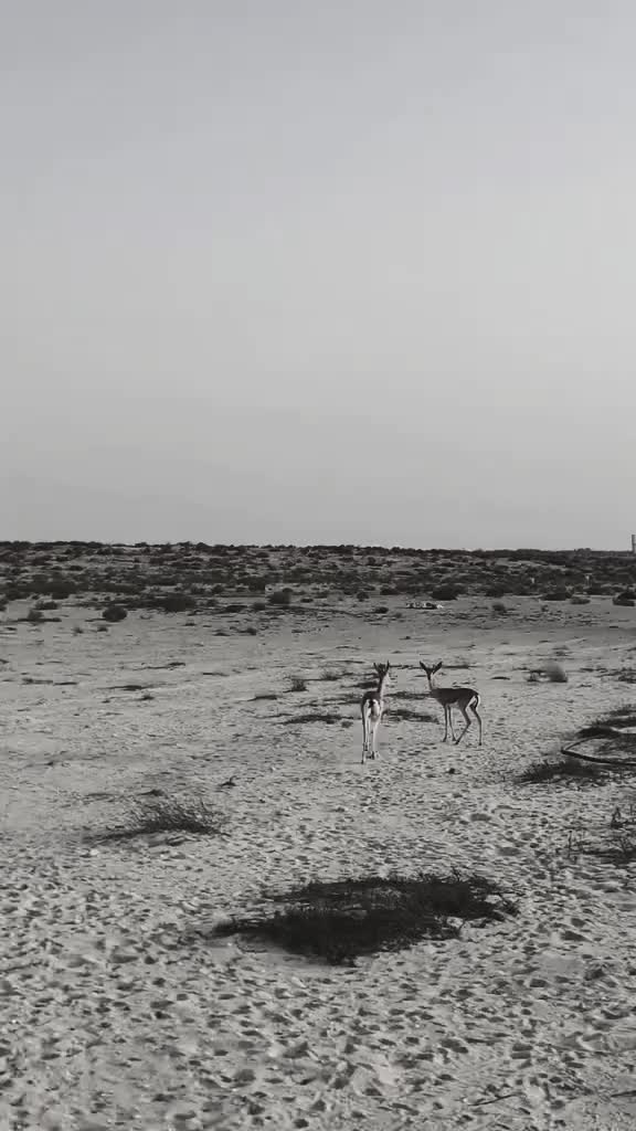 @🍓اميره 🦋