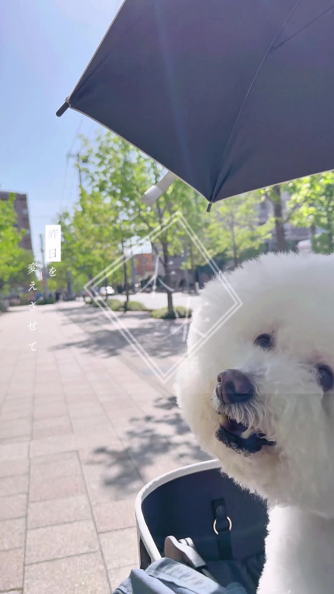 @コロン🐶