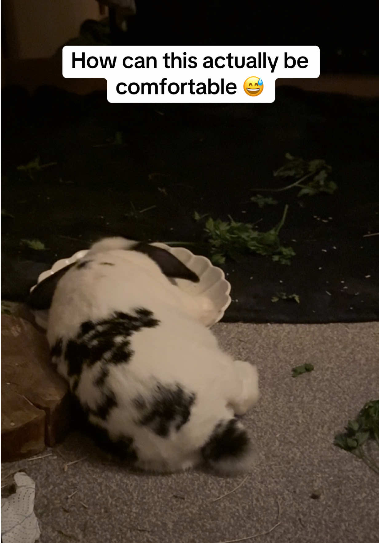 @Bun, two, three, four