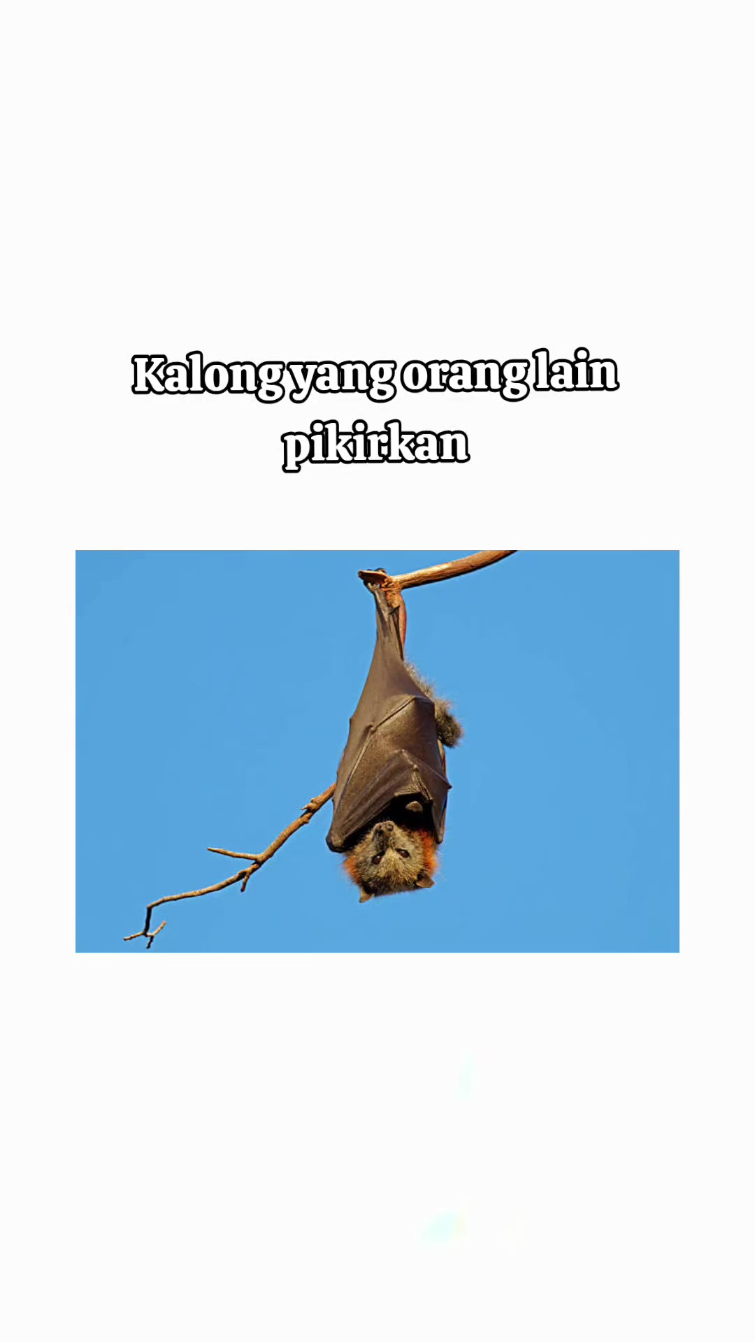 @TT-3114🇮🇩🦈