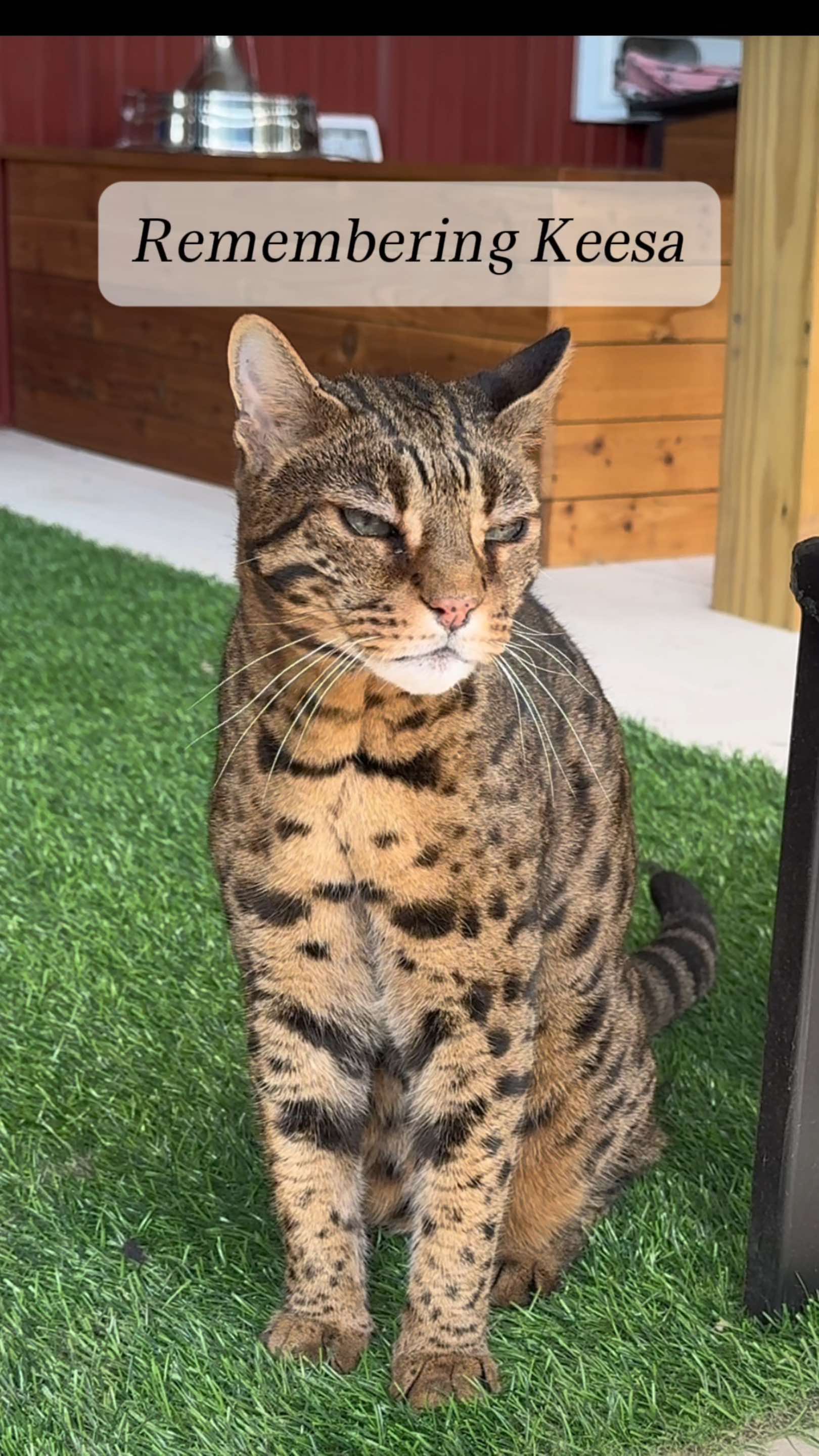@The Wildcat Sanctuary