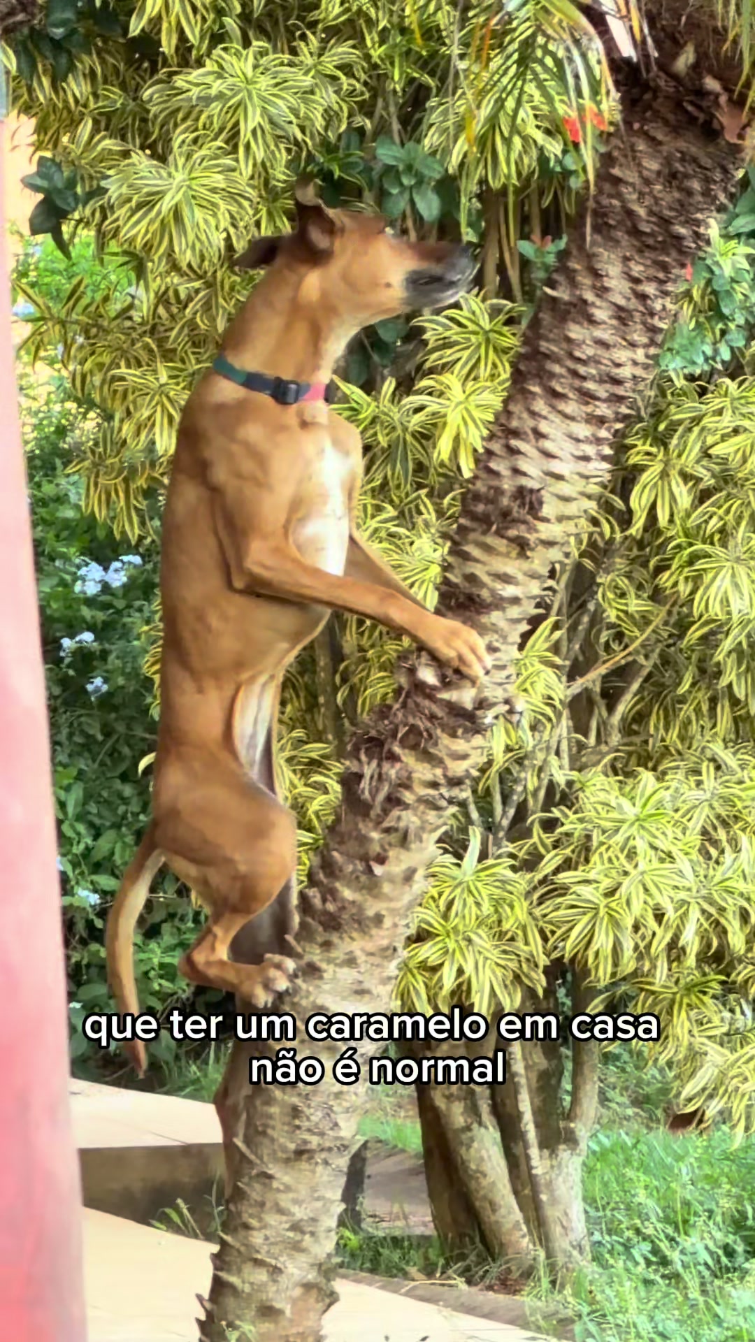 @julinhocasares