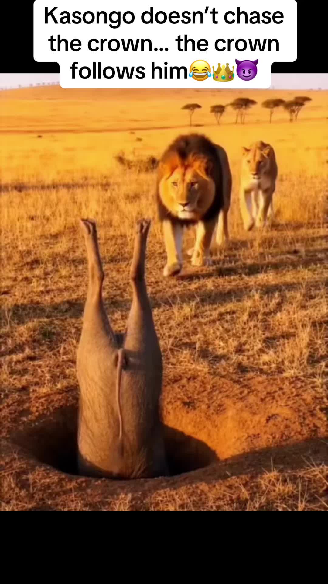 @Roi De la Jungle