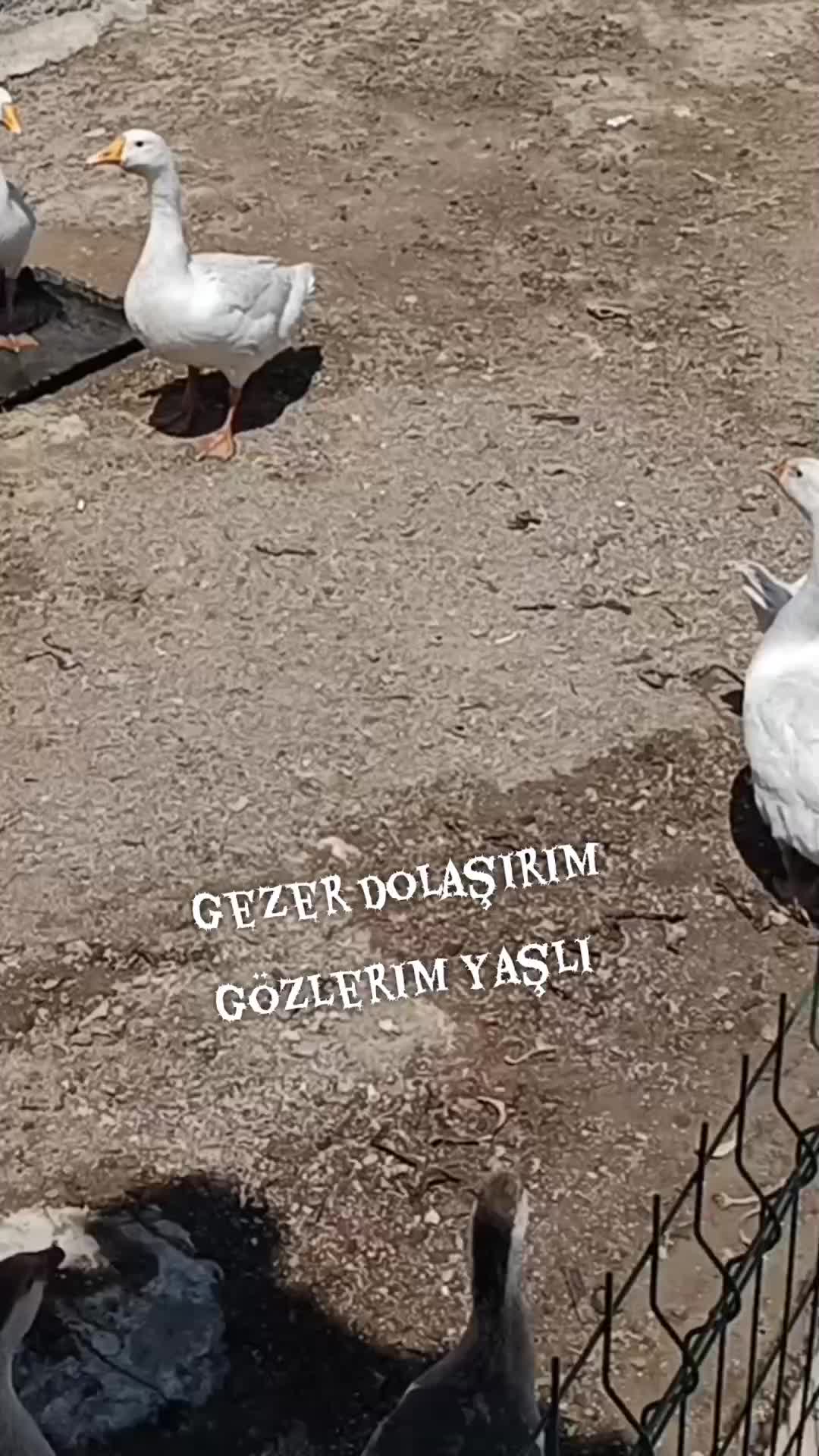 @hem gonyalı hem kırşehırliyim