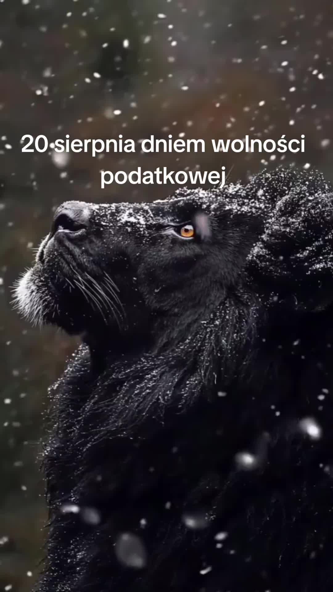 @AK47