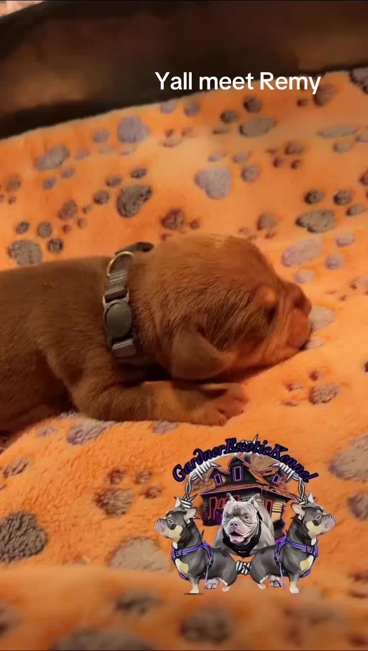 @gardnerkennel08