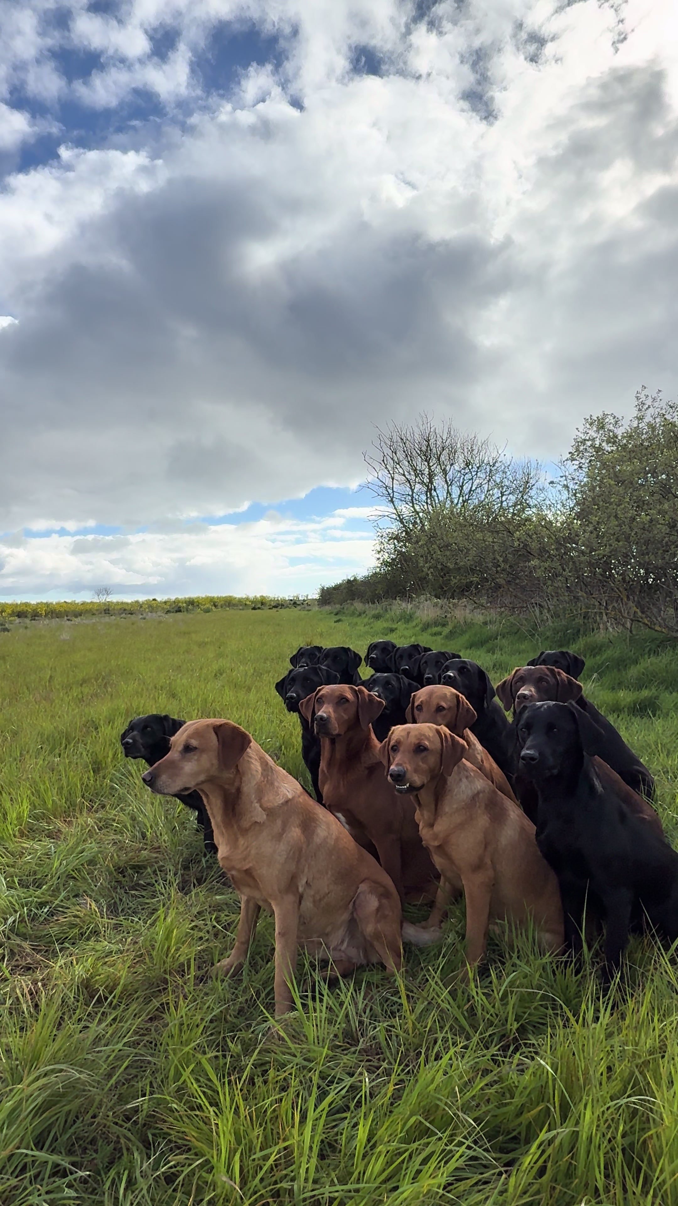 @slingleygundogs