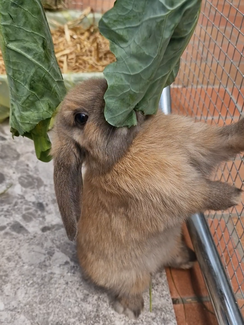 @Rabbit Gang