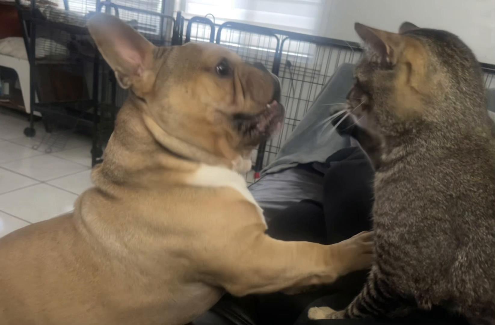 @🐾🐾🐾