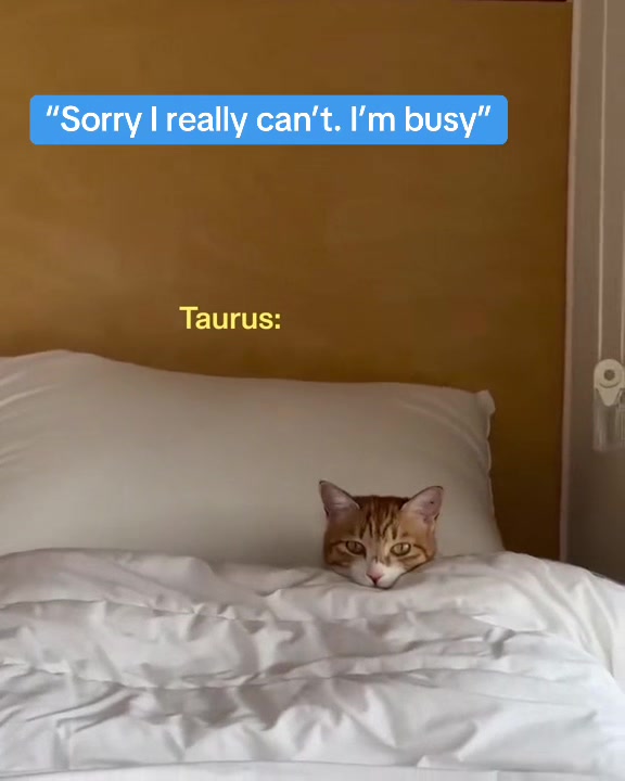 @StubbornTaurus