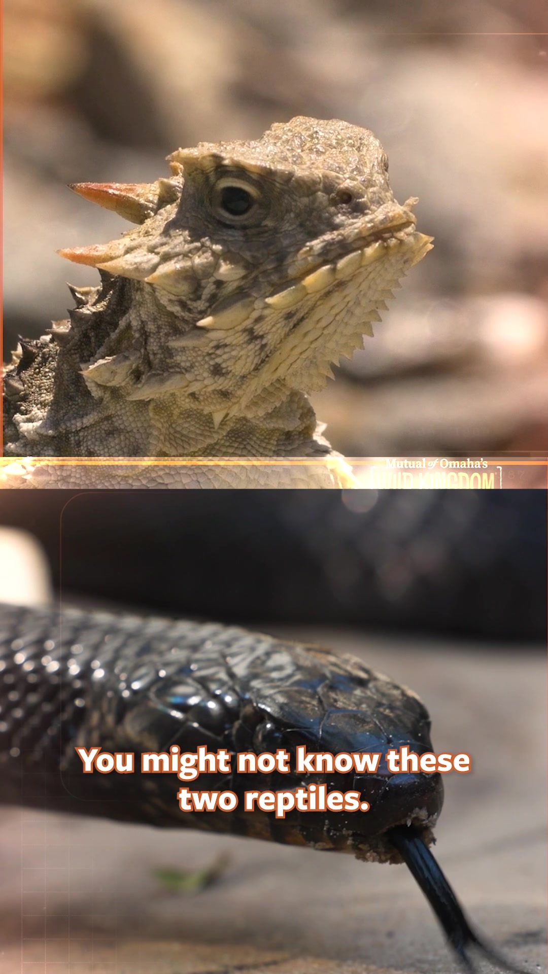 @Mutual of Omaha's Wild Kingdom