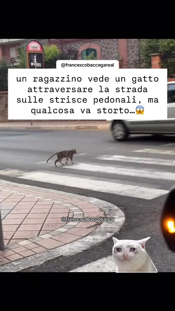 @francescobaccegareal