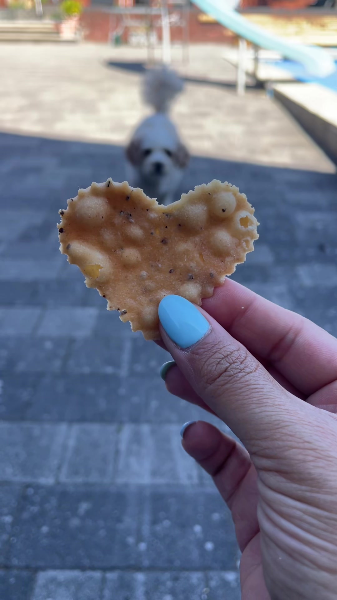 @My Cavachon