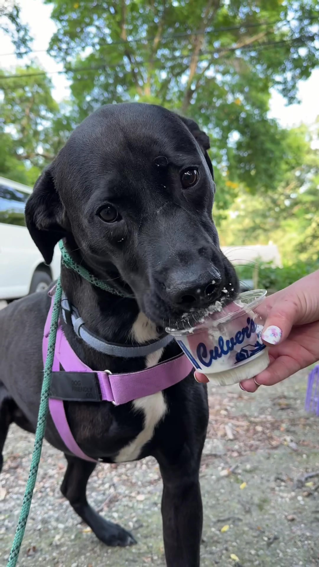 @sftsanimalrescue