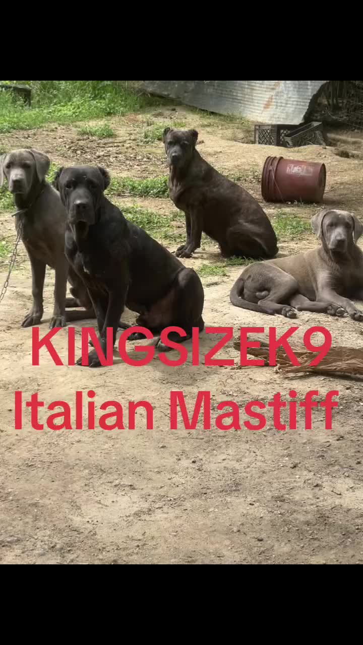 @KingCorso