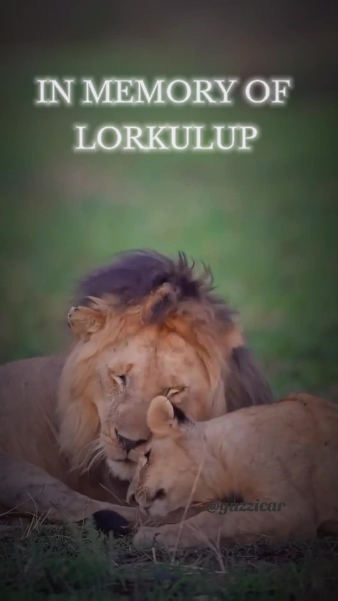 @Guzzicar🦁