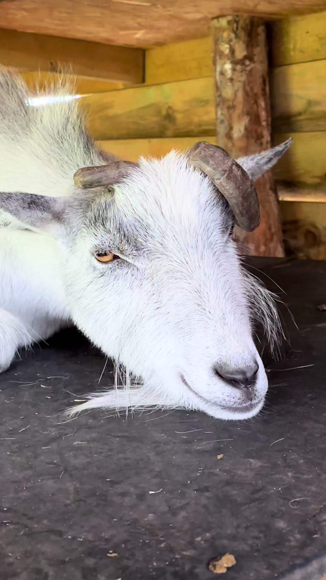 @GiddyAboutGoats