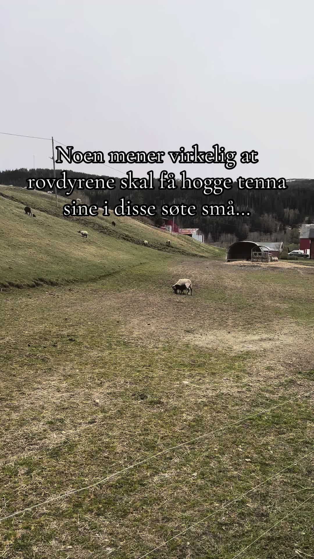 @Linnea Mølslet