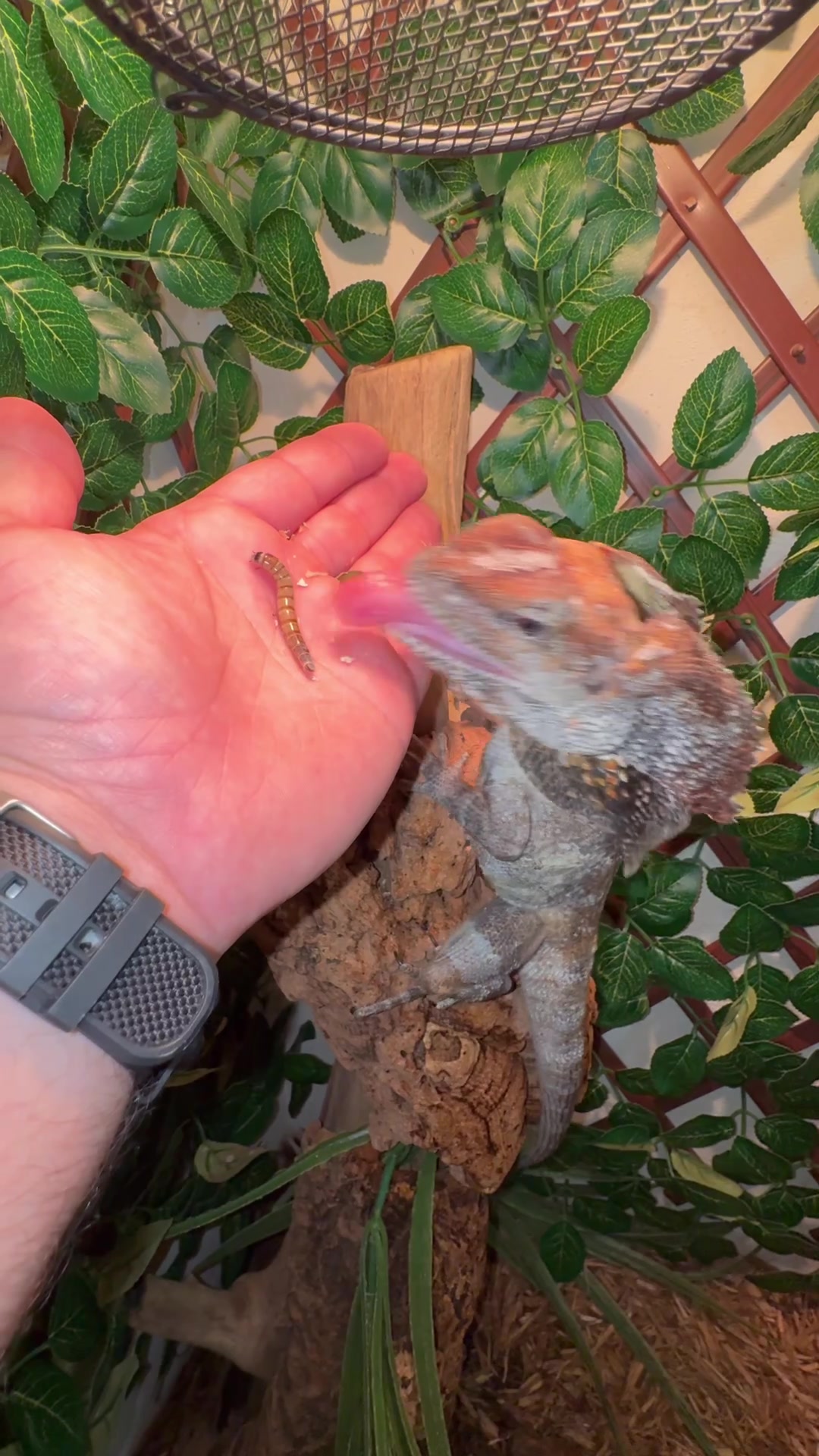 @Tommys_reptiles