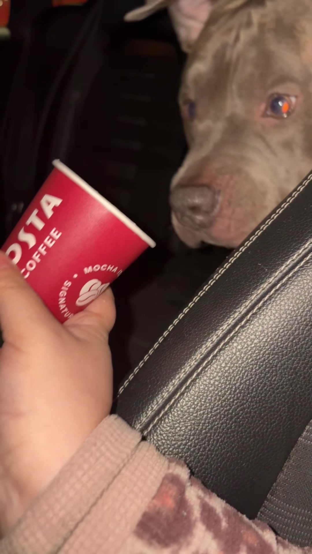 @Uk_dogs.