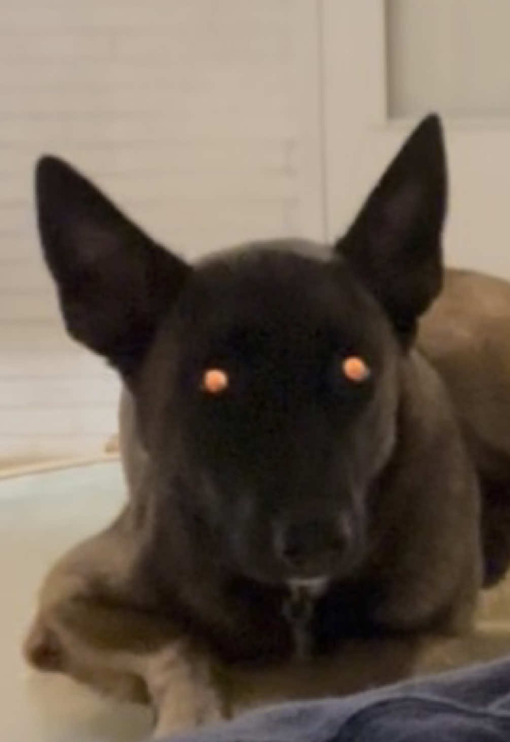 @Michigan_Malinois_1817