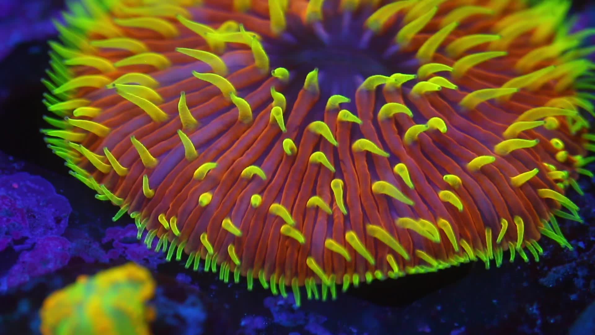 @Cali_Coral_Connect_hxa