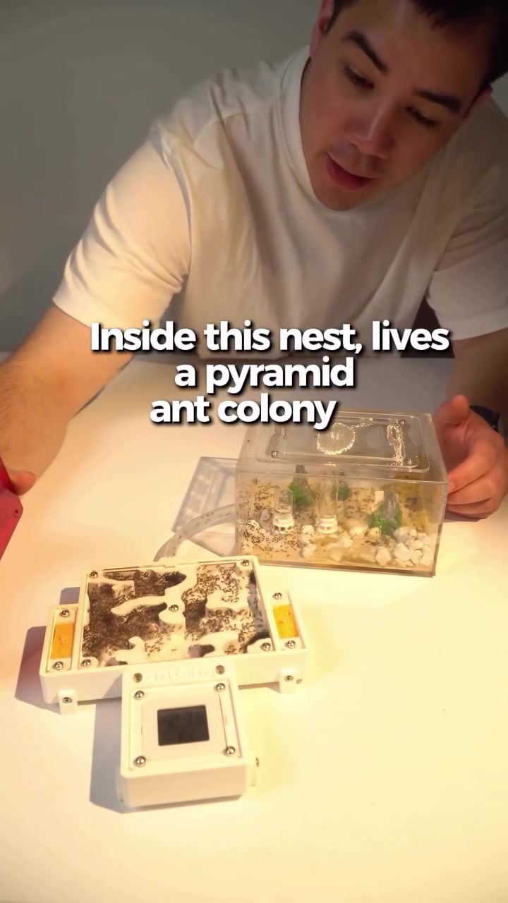 @antshq