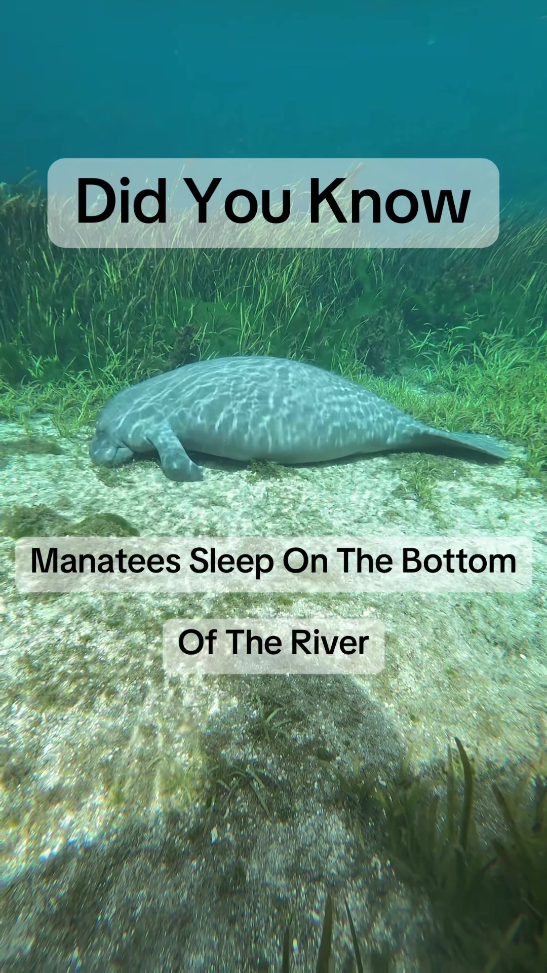 @BradTheOriginalManateeMafia