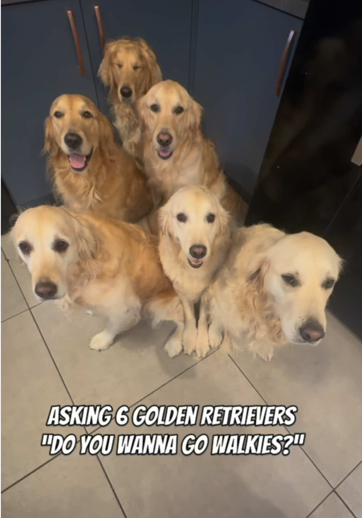 @5 Shades of Golden