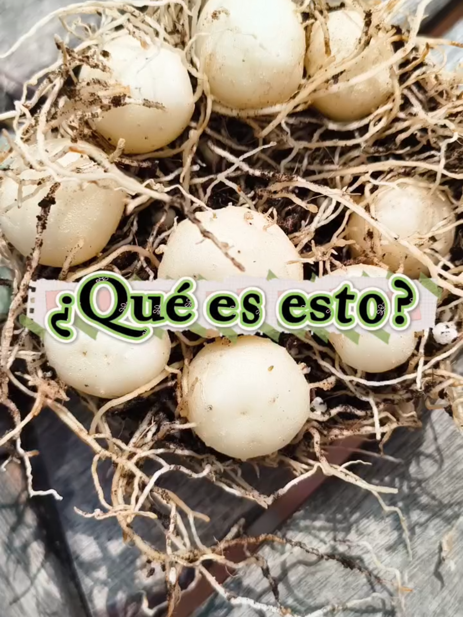 @𝑴𝒊 P𝒂𝒕𝒊𝒐𝒉𝒖𝒆𝒓𝒕𝒐