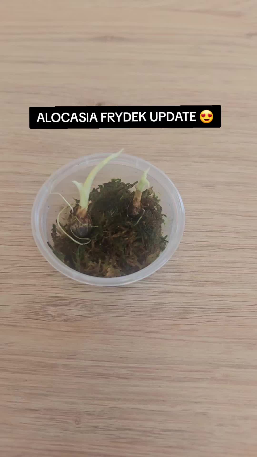@preeka💫