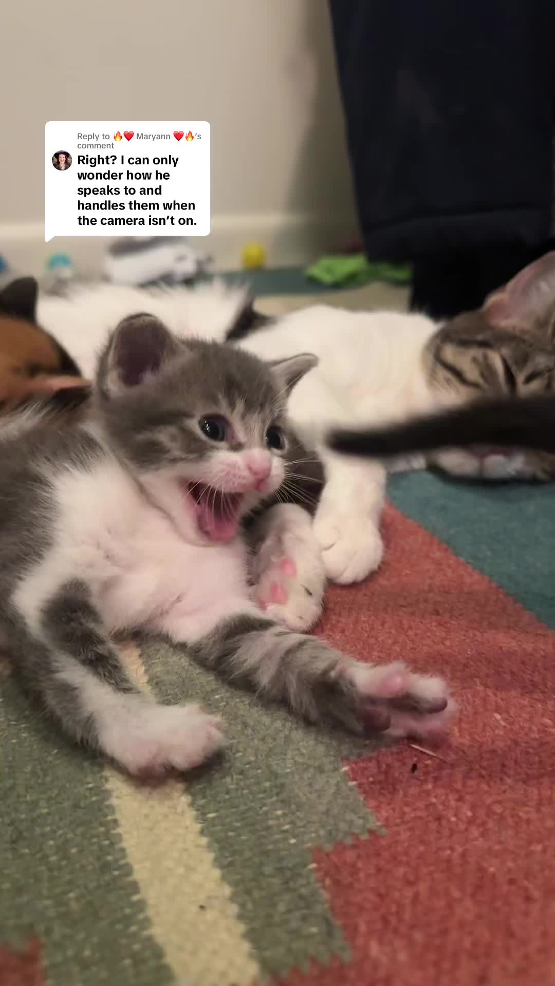 @Hassanwithkittens