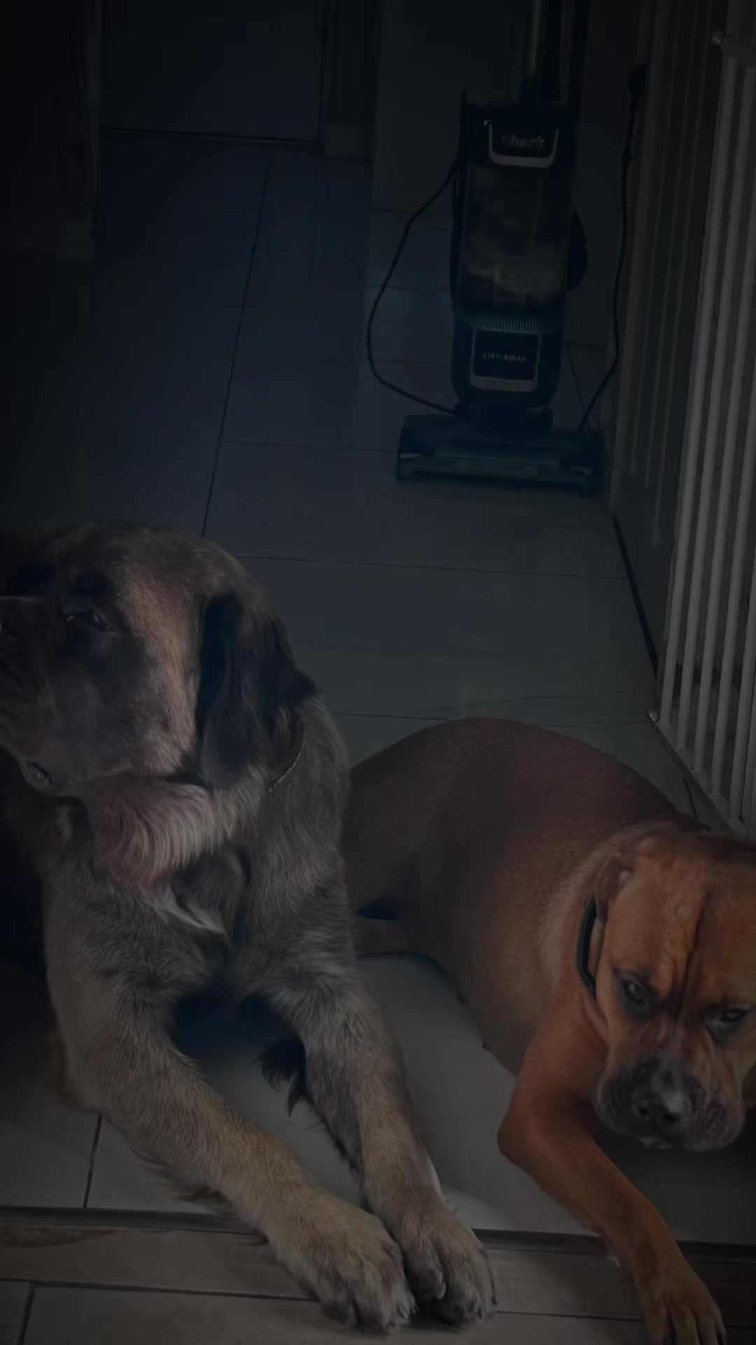@💕Sara💕 SpartanMastiffs💕