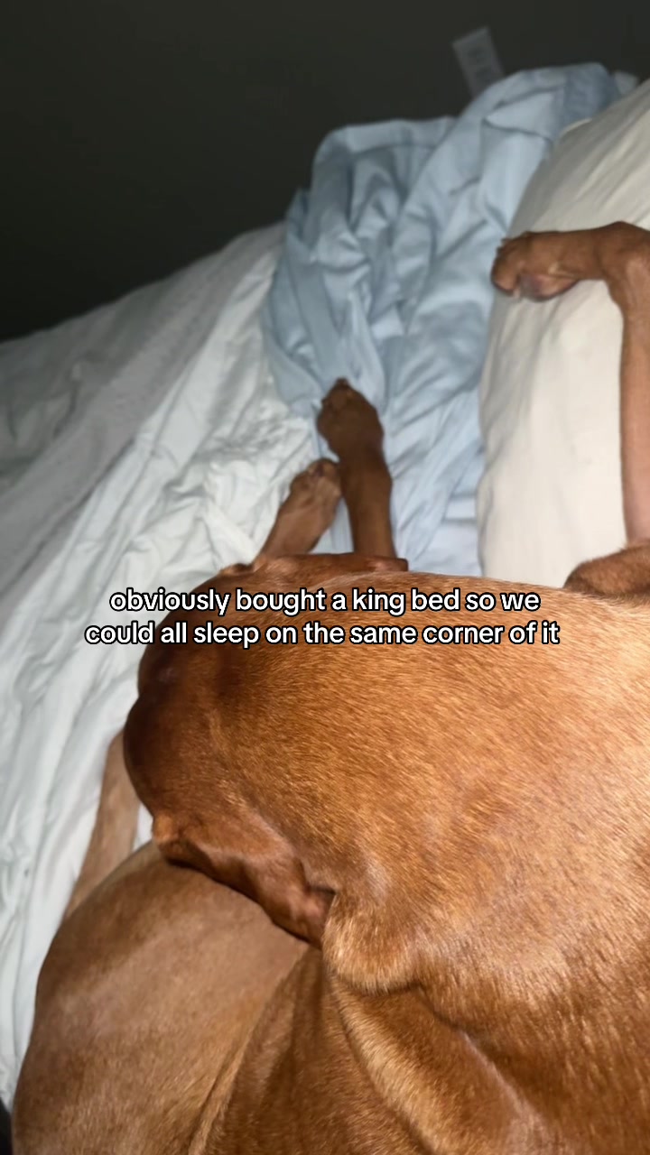 @Tycho the vizsla