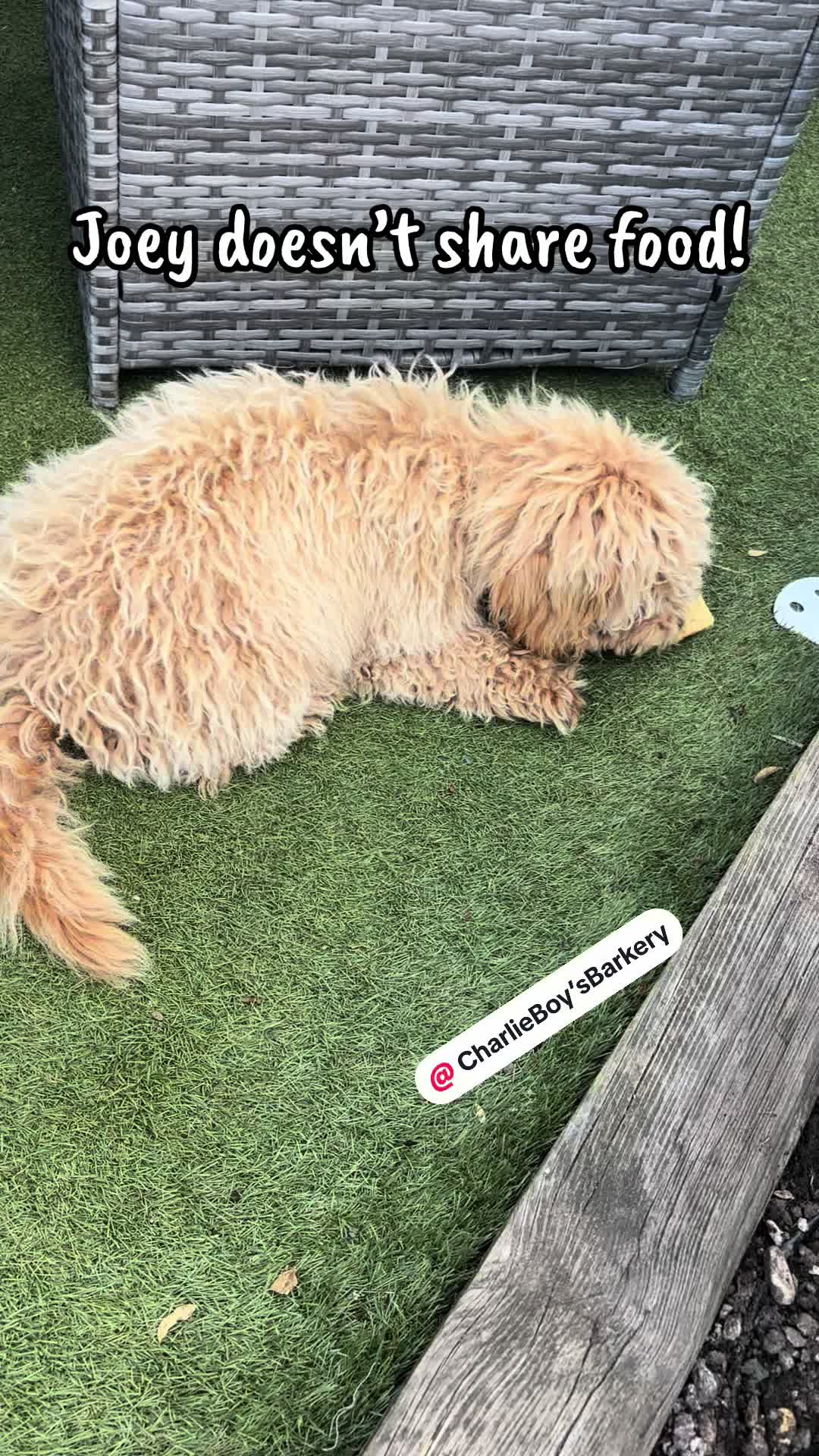 @EverybodyLovesRey