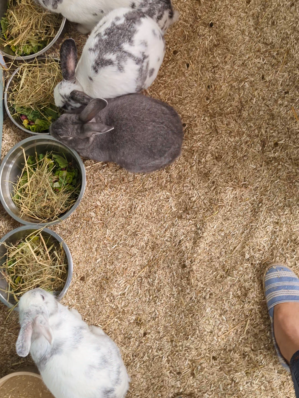 @Bunny Family