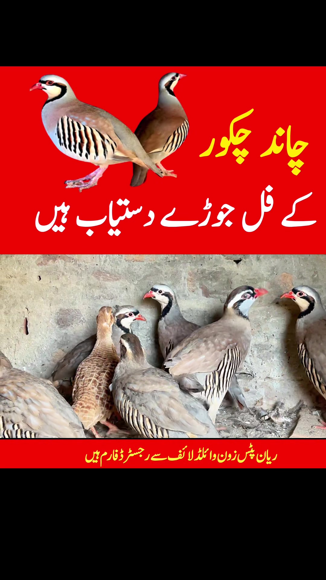@Rayan Pets Zone