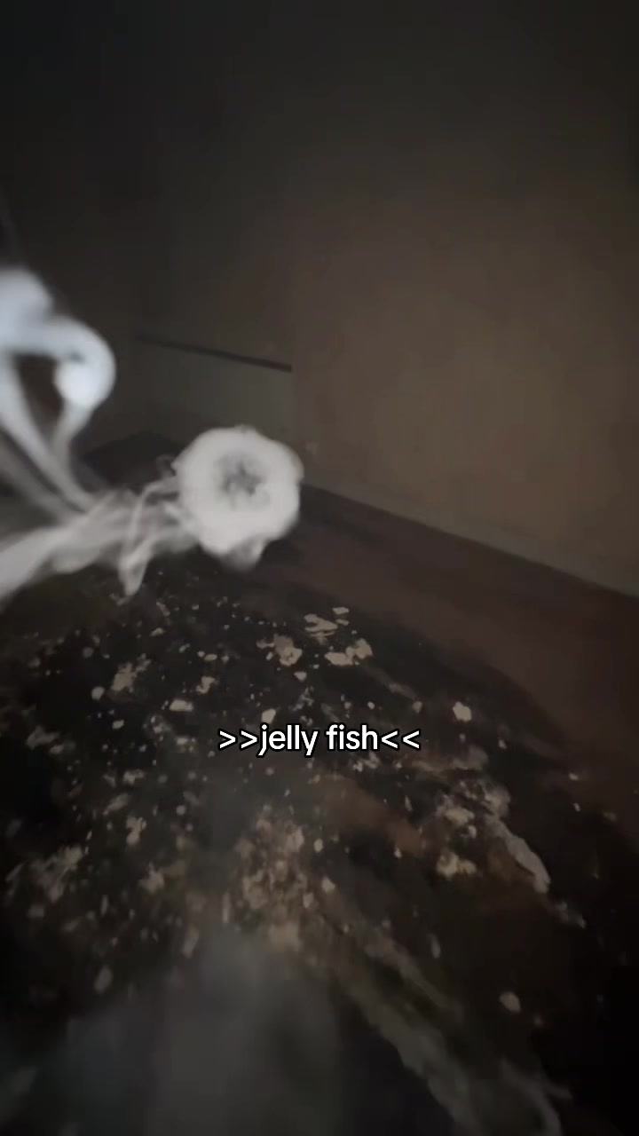 @user_jelly fish🪼