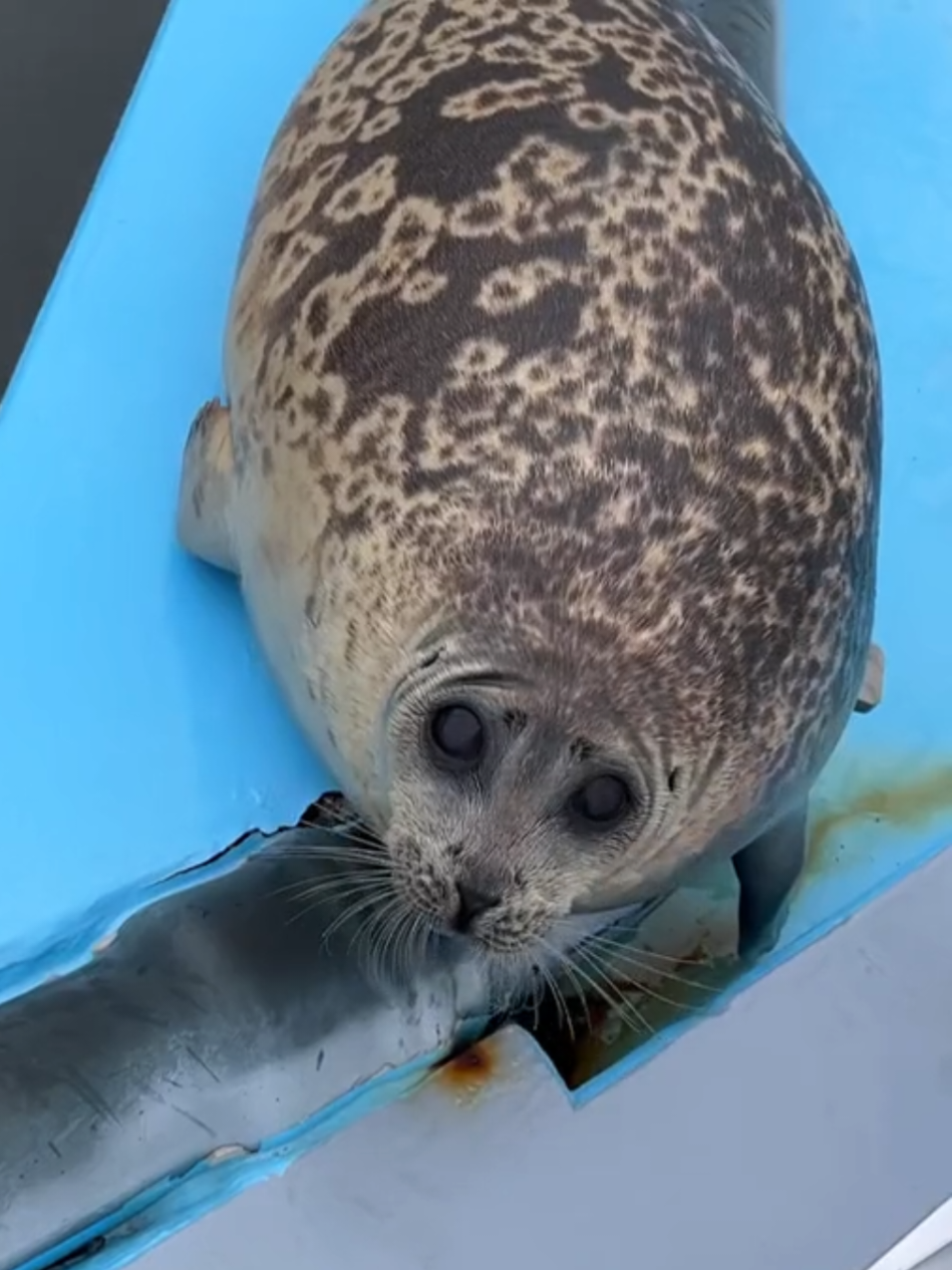 @🩷🎀 seal 🦭🩷