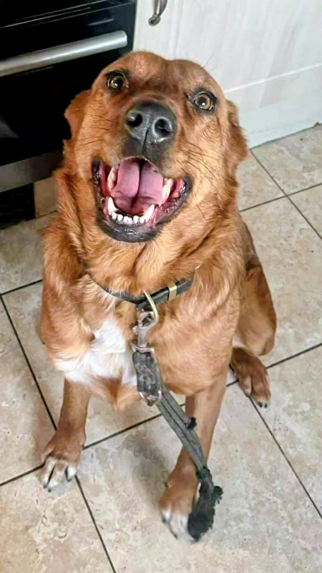 @Greek Animal Rescue