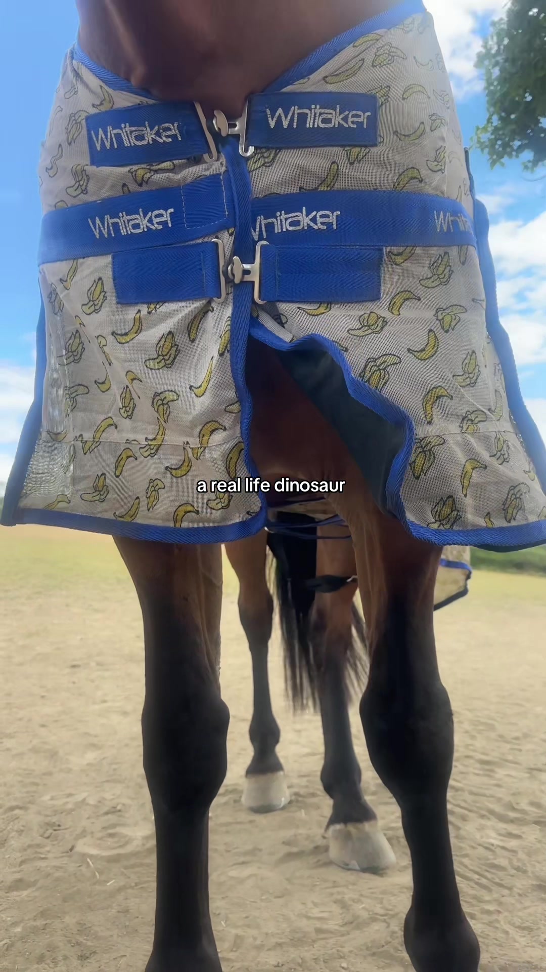 @BlackHeartEquestrian