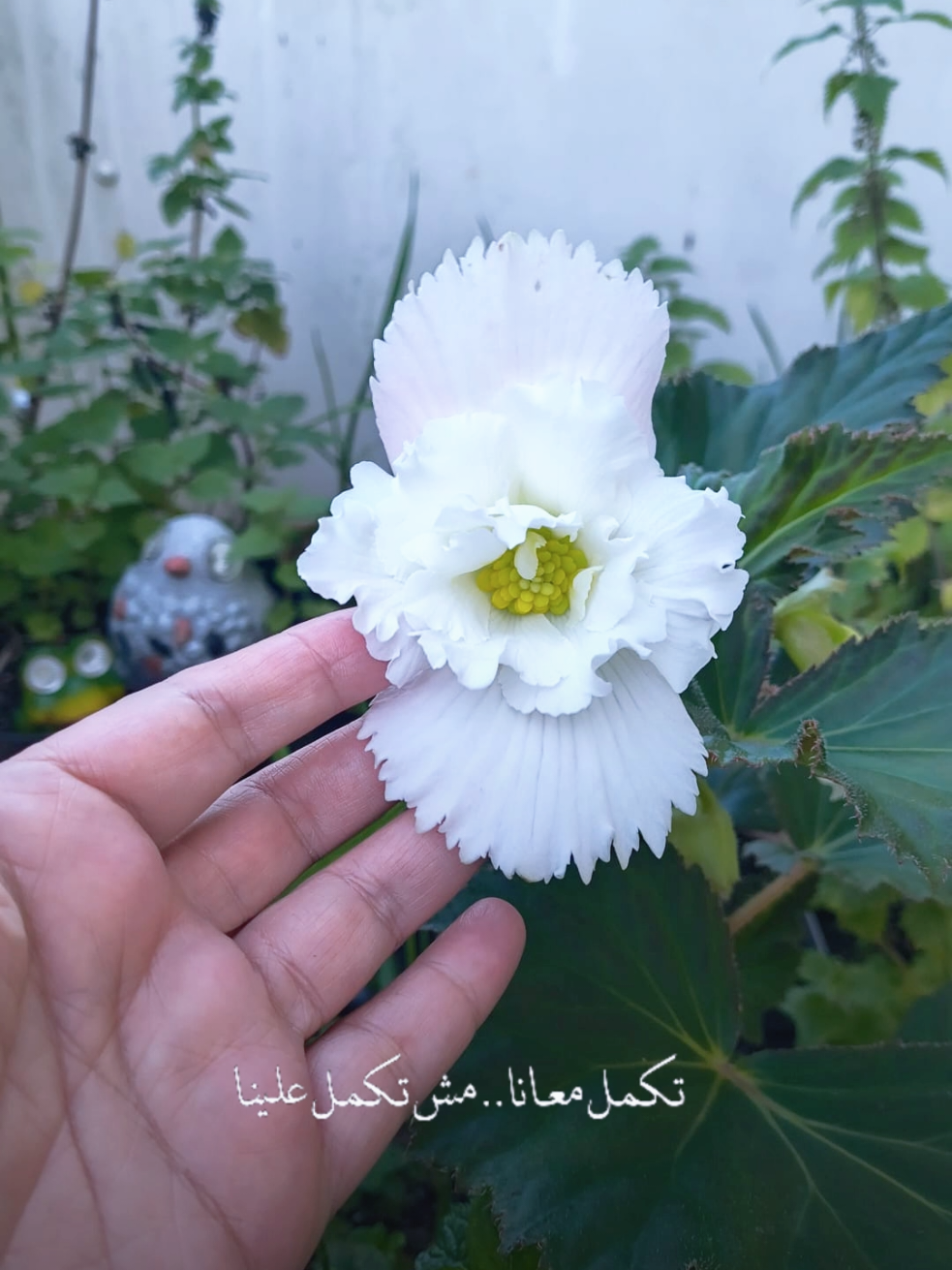 @Shereen Hasan