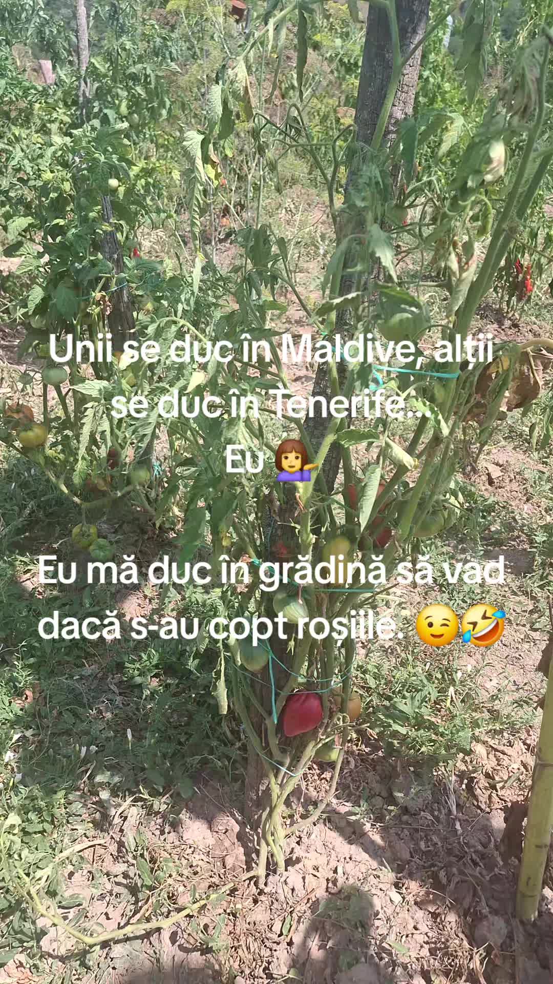 @Cristina Nicolicea
