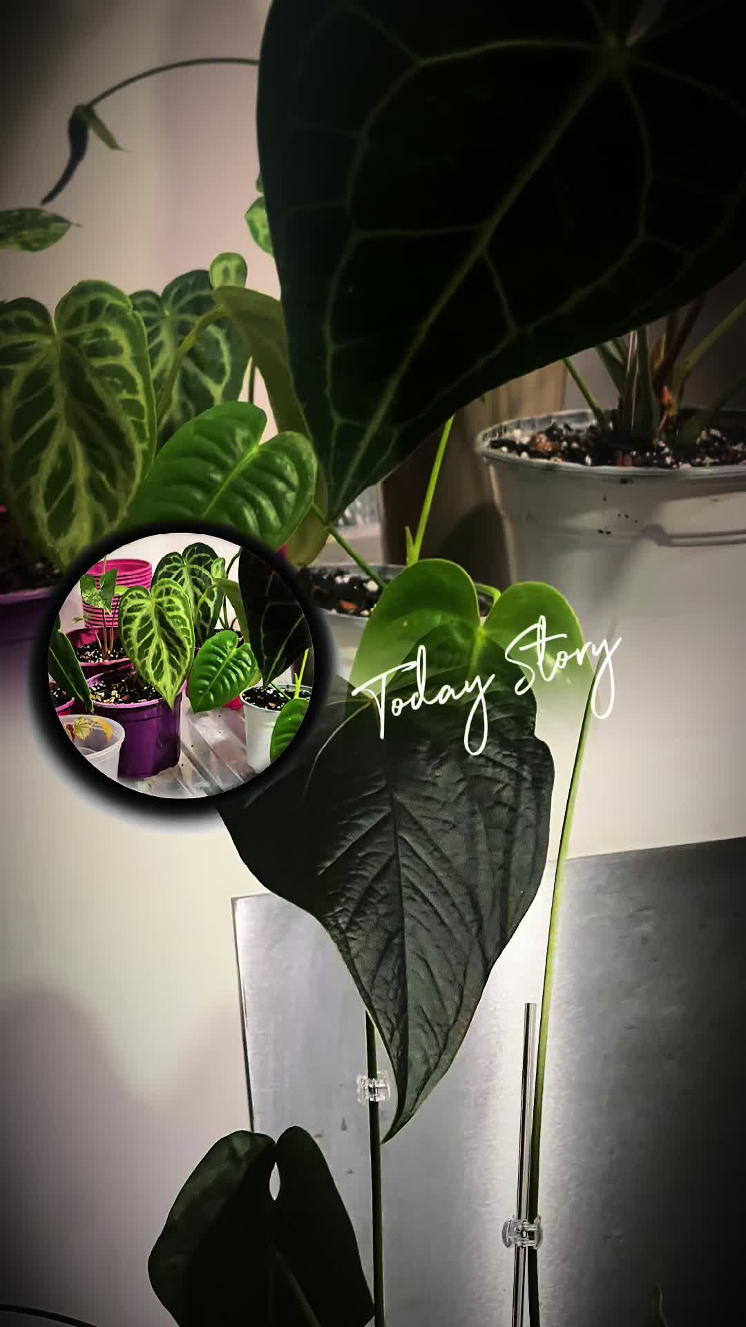 @About The Plant