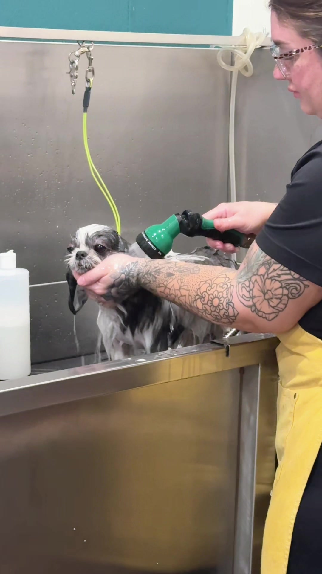 @Well Groomed Queen Creek